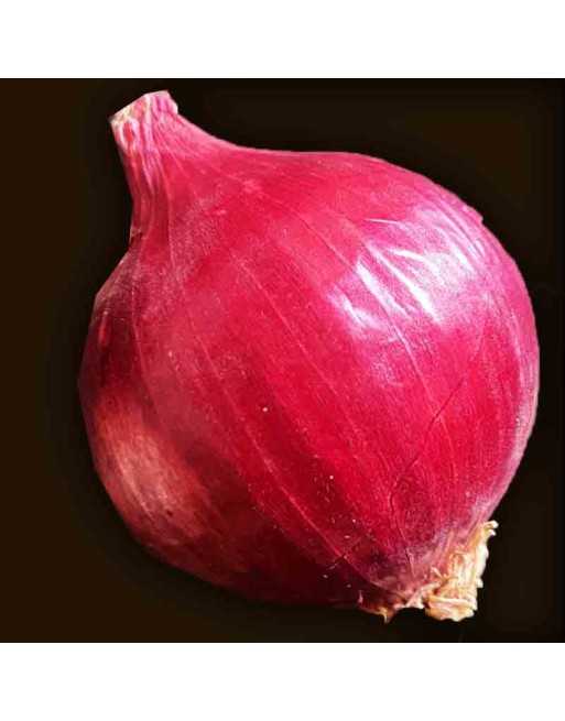 Spicy Red Creole Onion, South American, Cajun Flavor Onion Seeds - [ Shop Canadian Seeds Online ]  - Onion - 