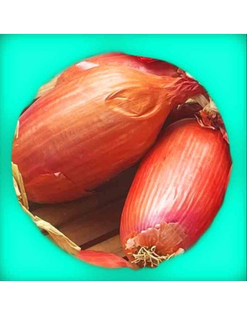 Cipolla Rossa di Firenze, Florence Red, Torpedo Onion Seeds - [ Shop Canadian Seeds Online ]  - Onion - 