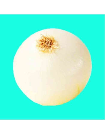 Spanish White Onion, Globe Onion, Giant, Onion Seeds