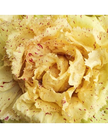 Radicchio, Variegata di Chioggia, Chicory - [ Shop Canadian Seeds Online ]  - Chicory - 