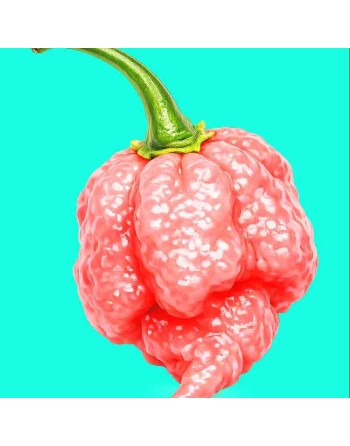7Pot Pink Pepper, Super Hot Pepper Seeds - [ Shop Canadian Seeds Online ]  - Pepper Seeds - 