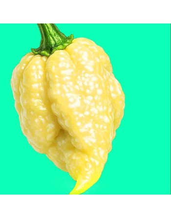 White Hot Lime Pepper, Super Hot Pepper Seeds - [ Shop Canadian Seeds Online ]  - Pepper Seeds - 