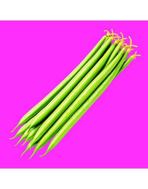 French Pole Bean Seeds, High Yielding, Stringless - [ Shop Canadian Seeds Online ]  - Bean & Pea - 