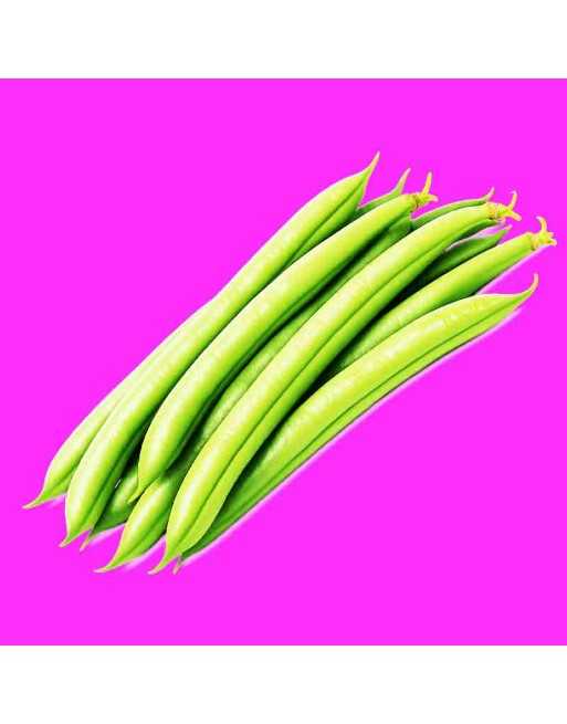 European Filet Bean, French, Bush Bean Seeds, White Seed - [ Shop Canadian Seeds Online ]  - Bush Beans - 