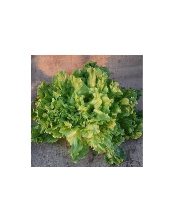 Endive Escarole, Indivia Scarola Cornetto Di Bordeaux, French - [ Garden Seeds, Seed2Go.ca] - V-ECB - Chicory Endive & Escarole