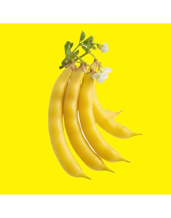 Yellow Golden Butterwax, White Seed, Dwarf Bush Bean, Stringless - [ Shop Canadian Seeds Online ]  - Bush Beans - 