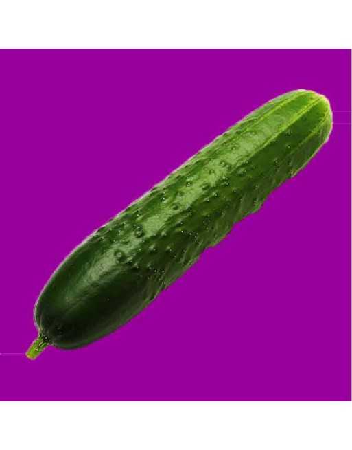 Famous Straight Eight Cucumber Seeds, North America, Cucumber Straight-8 - [ Shop Canadian Seeds Online ]  - Cucumber - 