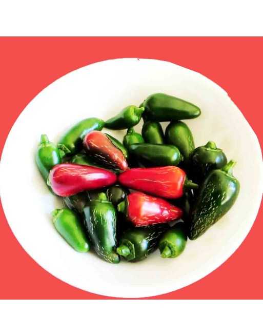TAM Jalapeño, Low-Mild Hot Pepper, Texas Origin Pepper Seeds - [ Shop Canadian Seeds Online ]  - Pepper Seeds - 