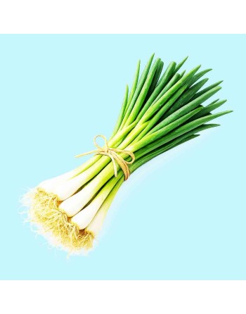 Onion Tokyo White Lisbon Bunching Onion Seeds, Organic - [ Shop Canadian Seeds Online ]  - Onion - 