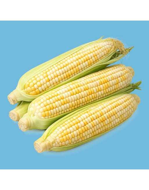 Sweet Corn Seeds, Peaches and Cream, SU Bicolour, Honey & Cream - [ Shop Canadian Seeds Online ]  - Corn - 