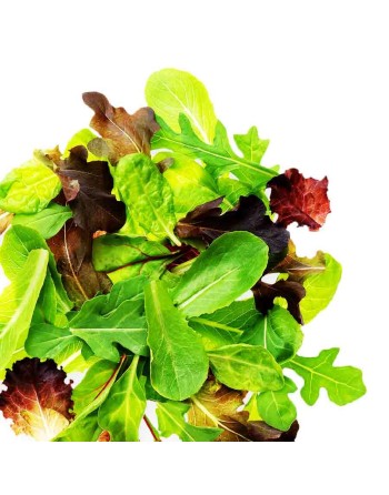 Italian Spiced Spring Lettuce Mix Seeds - [ Shop Canadian Seeds Online ]  - Lettuce - 