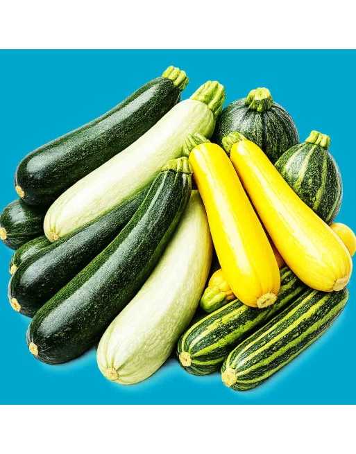 Squash/Zucchini Mix Seeds, Round, Yellow, Baby Grey, Dark Grey, Bishop - [ Shop Canadian Seeds Online ]  - Zucchini - 
