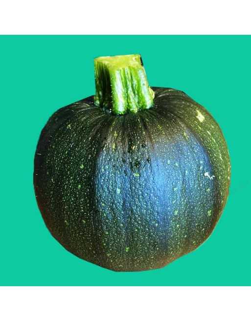 Round Zucchini, Di Nizza, Courgettes - [ Shop Canadian Seeds Online ]  - Zucchini - 