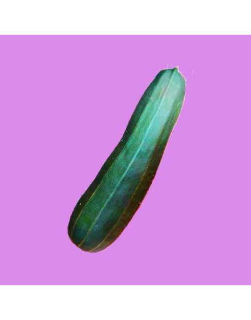 Dark Green Zucchini Seeds, Summer Squash - [ Shop Canadian Seeds Online ]  - Zucchini - 