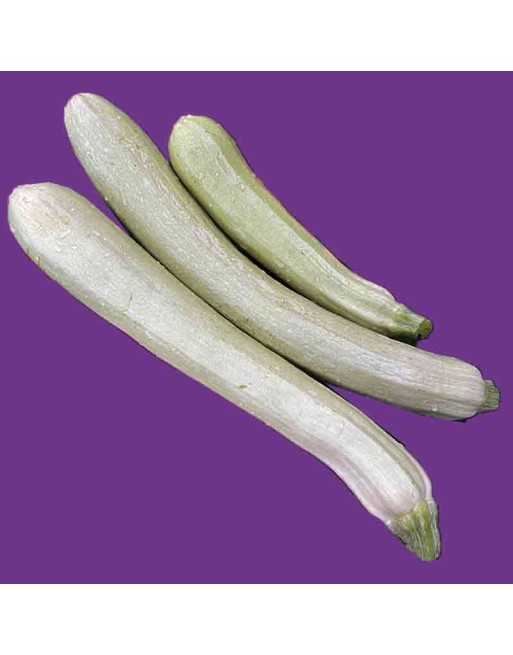 White Long Zucchini, Bianco Di Trieste Zucchini, Sicilian/Palermo Italy - [ Shop Canadian Seeds Online ]  - Zucchini - 