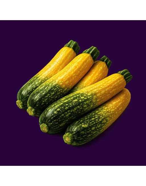 Black Beauty Zucchini, Organic, Summer Squash, Cucurbita Pepo - [ Shop Canadian Seeds Online ]  - Zucchini - 