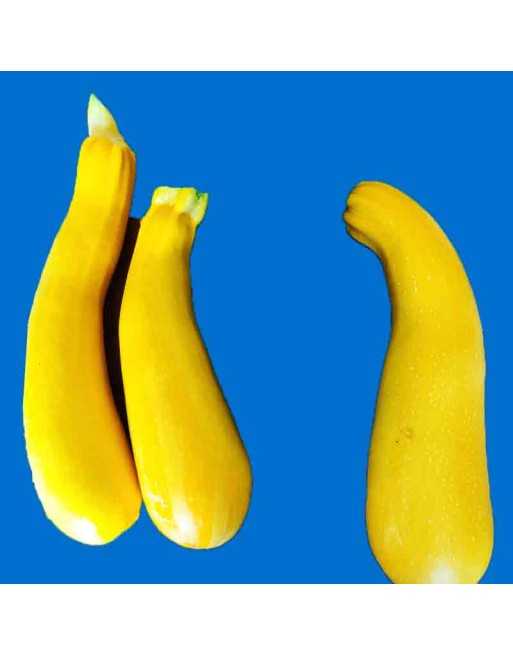 Golden Yellow Zucchini, Summer Squash, Golden Zucchini - [ Shop Canadian Seeds Online ]  - Zucchini - 