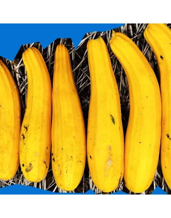 Golden Bright Yellow Zucchini, Organic, Summer Squash, Golden Zucchini - [ Shop Canadian Seeds Online ]  - Zucchini - 