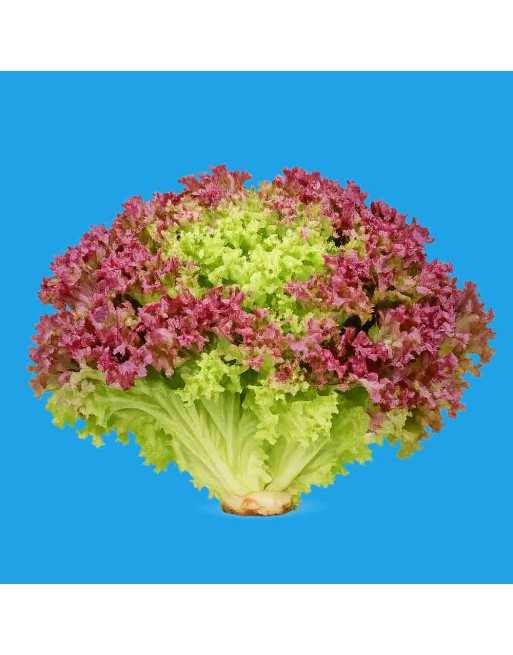 Burgundy Lolla Rossa Leaf Lettuce Seeds, Organic, Bruna di Germania - [ Shop Canadian Seeds Online ]  - Lettuce - 