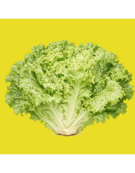 Super Crisp Batavian Lettuce SMI - [ Shop Canadian Seeds Online ]  - Lettuce - 