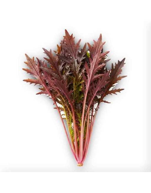 Red Miz Frills Mizuna Mustard Seeds, Japanese, Organic, Spicy Mizuna Seeds - [ Shop Canadian Seeds Online ]  - Lettuce - 