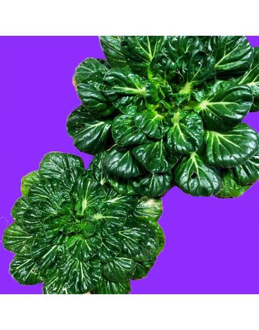 Tat Soi Mustard Baby Green Seeds, Asian Salad Green, Tat Choy, Brassica Rapa, Spinach, Cabbage Drooping Vegetable - [ Shop Canad