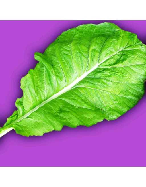 Tendergreen Mustard Spinach, Tender Green, Komatsuna - [ Shop Canadian Seeds Online ]  - Mustard & Greens - 