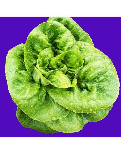 May Queen, White Boston Lettuce Seeds, Regina Di Maggio - [ Shop Canadian Seeds Online ]  - Lettuce - 