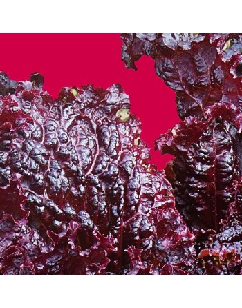 Outrageous Super Red Lettuce, Latuca Sativa, Loosehead Lettuce