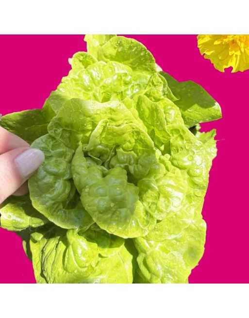 Tom's Thumb Butterhead Lettuce Seeds, Bibb Lettuce, North American - [ Shop Canadian Seeds Online ]  - Lettuce - 