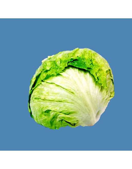 Organic Iceberg Lettuce Pellet Seeds, Crisphead Lettuce - [ Shop Canadian Seeds Online ]  - Lettuce - 
