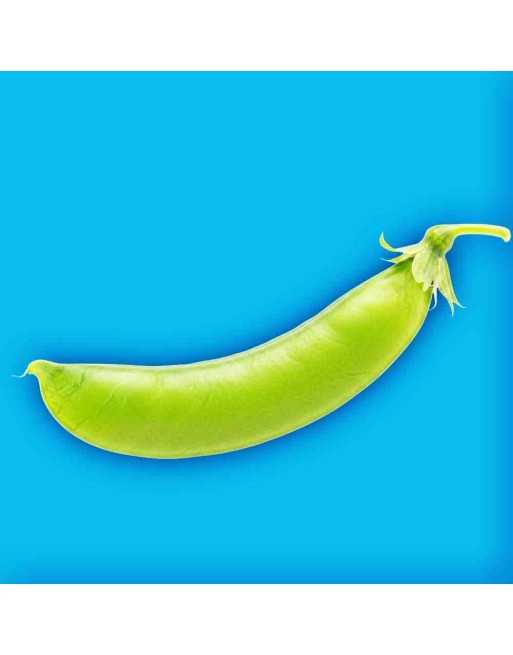 Sugar Anns AAS Winner, Sugar Snap Pea Seeds - [ Shop Canadian Seeds Online ]  - Bean/Pea - 