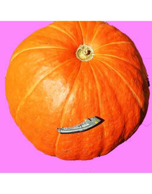 Atlantic Giant Pumpkin Seeds, 100-1000lb Potential Growth - [ Shop Canadian Seeds Online ]  - Pumpkin - 