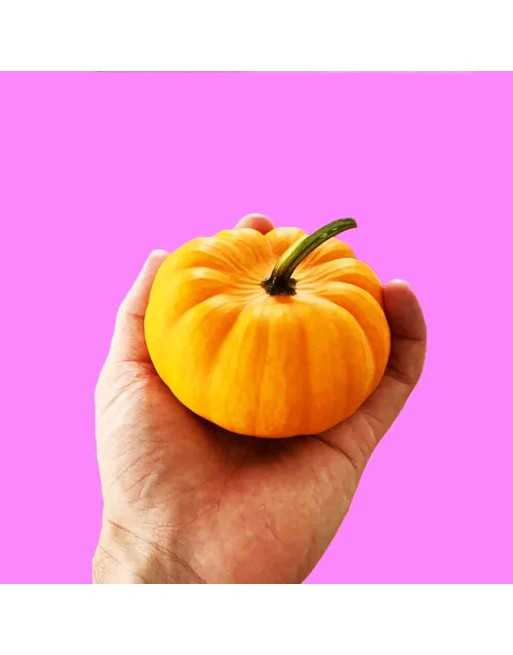 Jill-Be-Little Mini Pumpkin Seeds, Tiny Pumpkin - [ Shop Canadian Seeds Online ]  - Pumpkin - 