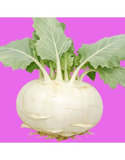White Kohlrabi Seeds, Di Vienna Bianco, White Vienna - [ Shop Canadian Seeds Online ]  - Kohlrabi - 