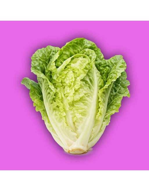 Little Gem Lettuce Seeds, Heat Lettuce, Butterhead/Romaine Cross - [ Shop Canadian Seeds Online ]  - Lettuce - 