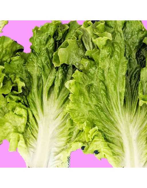 Green Romaine Lettuce Seeds, Romana D'inverno - [ Shop Canadian Seeds Online ]  - Lettuce - 