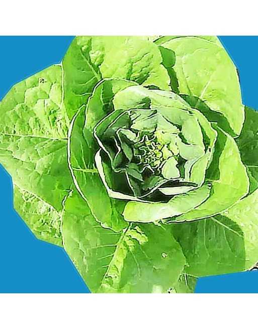 Parris Island Romaine Seeds, Cos Lettuce, Romaine Lettuce Seeds - [ Shop Canadian Seeds Online ]  - Lettuce - 