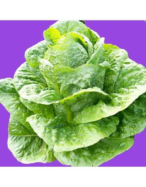 Organic Mezquite Green Romaine Lettuce Seeds, Semi-Savoy - [ Shop Canadian Seeds Online ]  - Lettuce - 