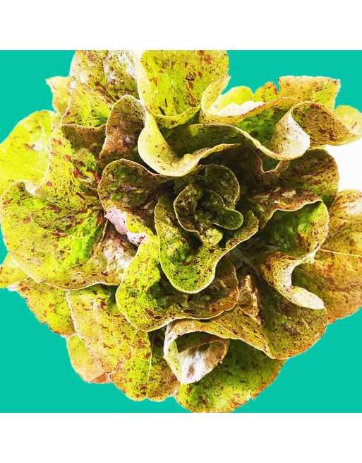 Forellenschluss Romaine Leaf Lettuce Seeds with Freckles, Austrian - [ Shop Canadian Seeds Online ]  - Lettuce - 