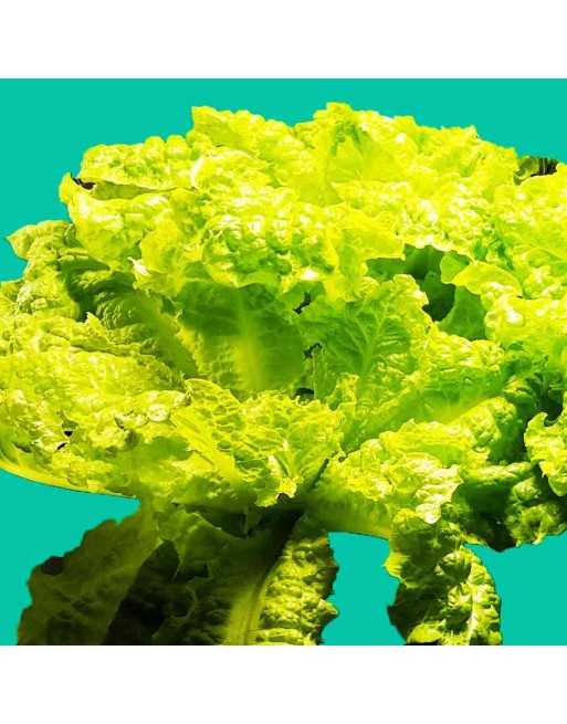 Australian Yellow Leaf Lettuce, Yellowleaf, Looseleaf, Slow Bolt - [ Shop Canadian Seeds Online ]  - Lettuce - 