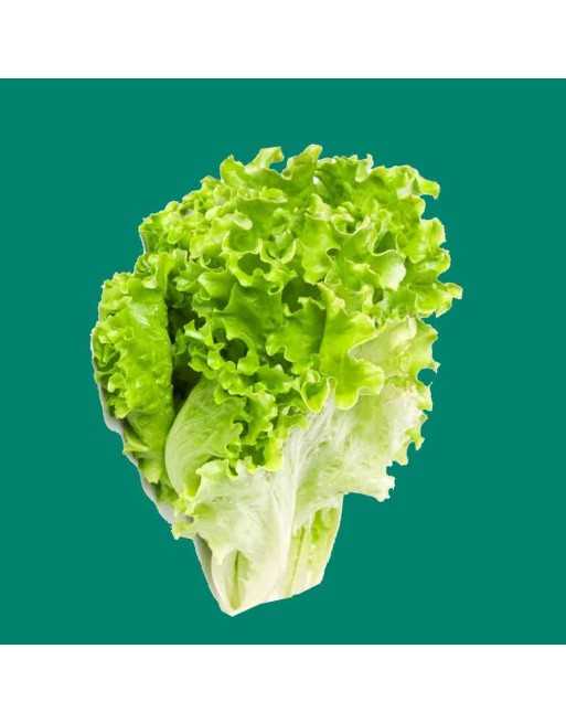 Lechuga Rizada Tango Wizardry Lettuce, Looseleaf - [ Shop Canadian Seeds Online ]  - Lettuce - 