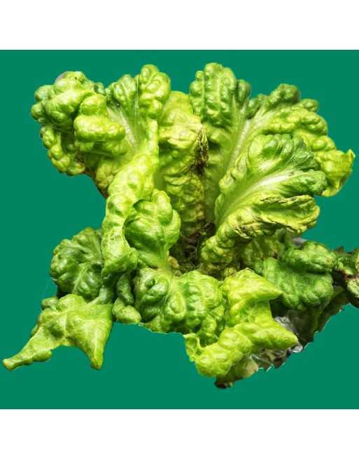 Black Seeded Simpson Lettuce Seeds, Gentilina Lettuce, Heat Lettuce - [ Shop Canadian Seeds Online ]  - Lettuce - 