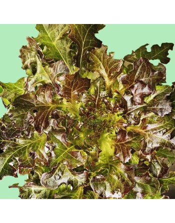 Red Salad Bowl Lettuce Seeds, Large Open Heads, Slow Bolting - [ Shop Canadian Seeds Online ]  - Lettuce - 
