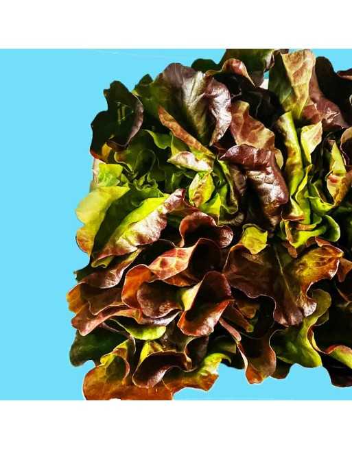 Red Crystal Batavian Lettuce, Crisp Lettuce, Europe & Southeast Asia - [ Shop Canadian Seeds Online ]  - Lettuce - 