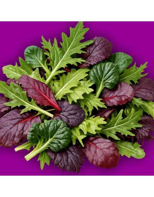 Oriental Salad Leaf Lettuce Mix, Easy Sow, Rocket, Mizuna, Tat Soi, Bulls Blood - [ Shop Canadian Seeds Online ]  - Salad/Mesclu