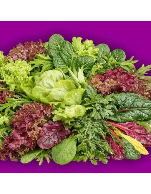 The Fantastic Spring Lettuce Mix, Sweet, Sour and Tender - [ Shop Canadian Seeds Online ]  - Lettuce - 