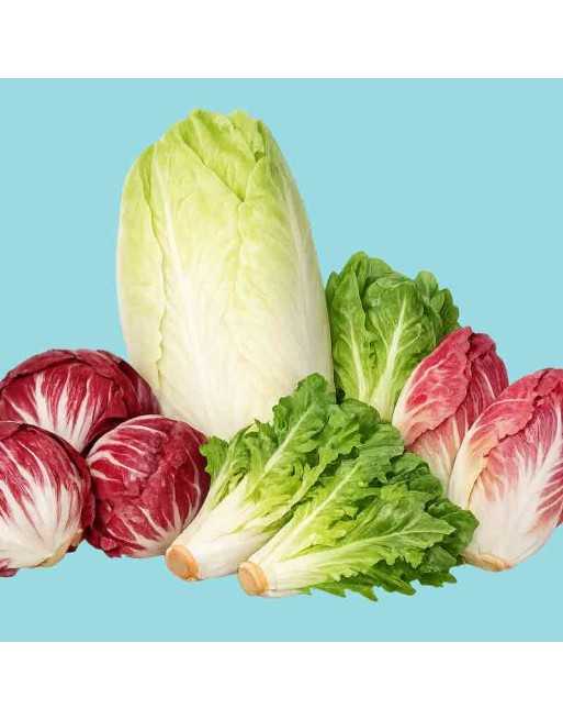 Italian Chicory Mix, Mix of Traditional Italian Salads, Chiogga, Sugar Loaf, Scirolo, Verona - [ Shop Canadian Seeds Online ]  -