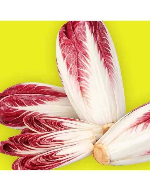 Radicchio, Treviso, Red Chicory, Chicory Seeds - [ Shop Canadian Seeds Online ]  - Chicory - 