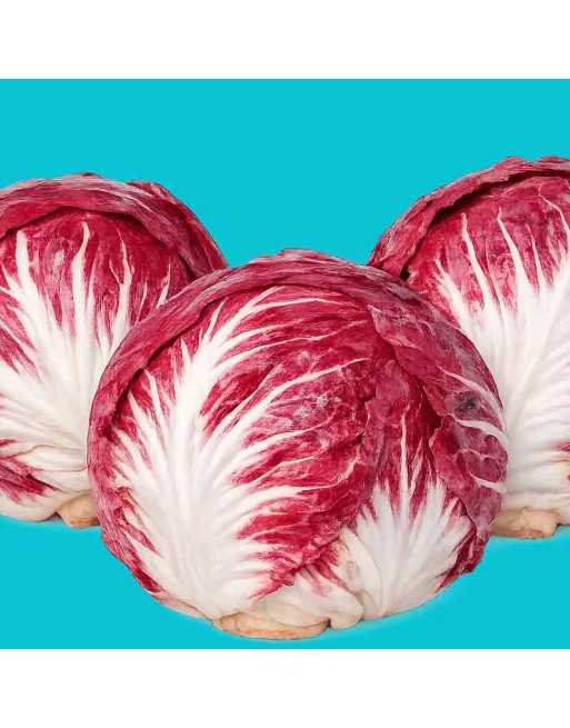 Radicchio, Palla Rossa Precoce Sirena, Chicory Seeds - [ Shop Canadian Seeds Online ]  - Chicory - 